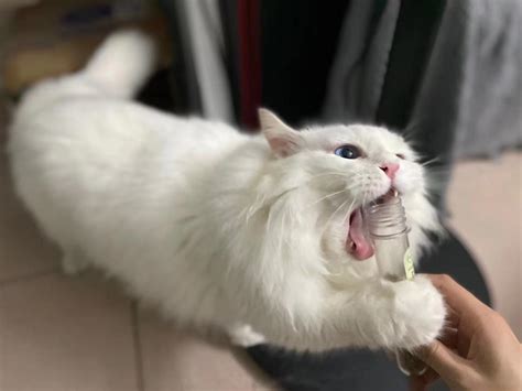 猫薄荷是什么东西对猫有什么用（提高猫的活力、减轻焦虑和压力）
