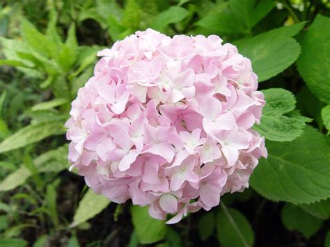 绣球花的养殖方法（选择合适的土壤／适时浇水／施肥）