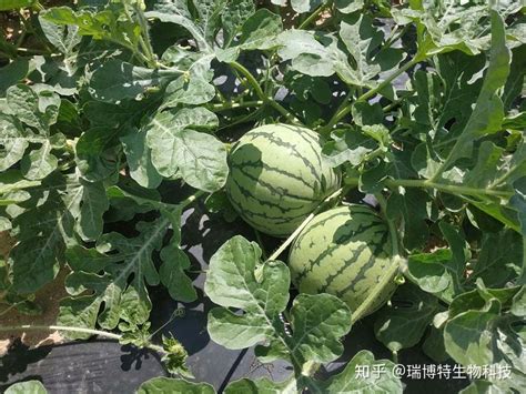 用什么肥料种西瓜最甜，有机肥料、复合肥料、磷钾肥料
