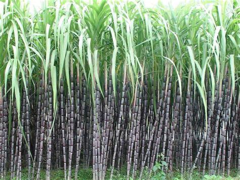 甘蔗的功效与作用是什么，预防感冒、促进消化、降低血糖