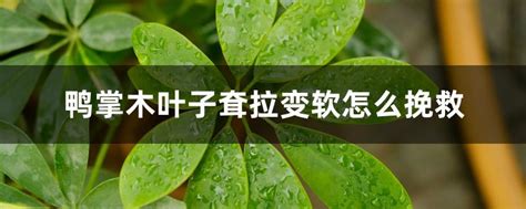 鸭掌木叶子耷拉变软，环境影响、状态影响、其他因素影响