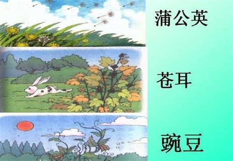 你还知道哪些植物传播种子的方法（风力传播／动物传播／水传播）