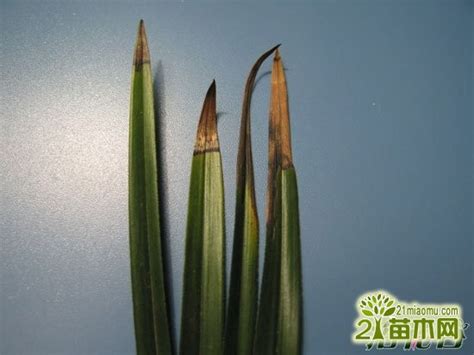 兰花的叶子发黄叶尖干枯怎么回事，光照不足、水分不足、营养不足
