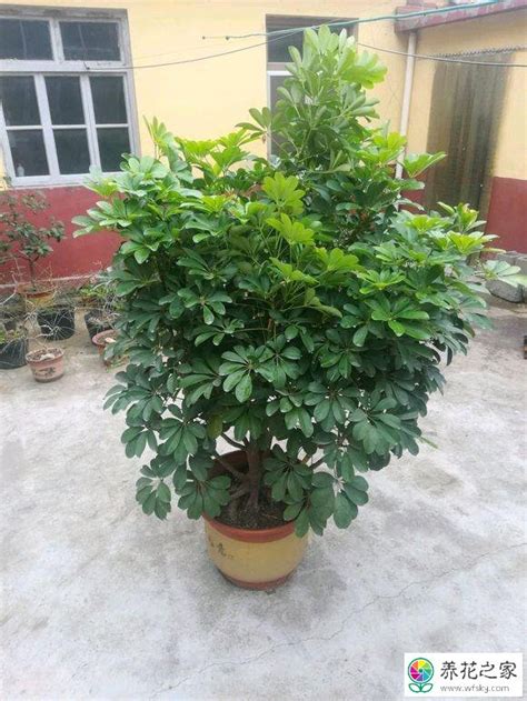 鸭掌木几月份修剪最好（枯死和病虫枝／过长的枝条／分枝促进繁茂）