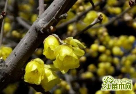 腊梅插花瓶里能活多久（腊梅插花瓶里的寿命）
