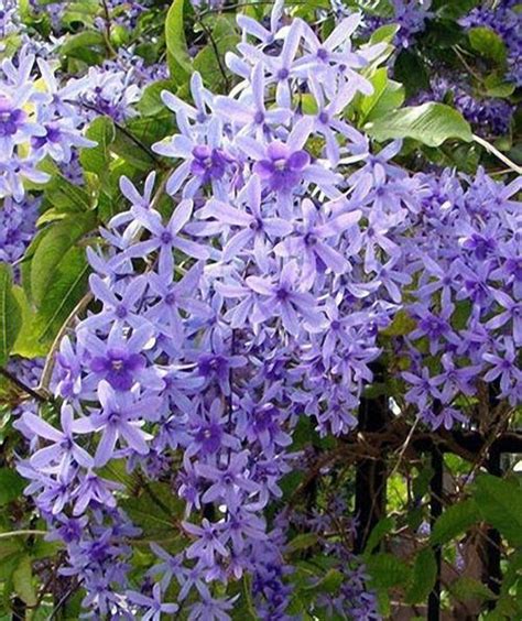 蓝花藤的种植方法，选择合适的场地、土壤准备、方法