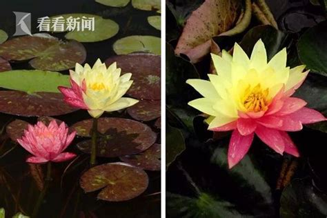 耐寒的睡莲哪个品种最好，白雪公主／其他耐寒品种／结语