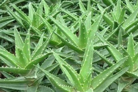 不怕暴晒的60种植物（仙人掌、龙舌兰、向日葵）