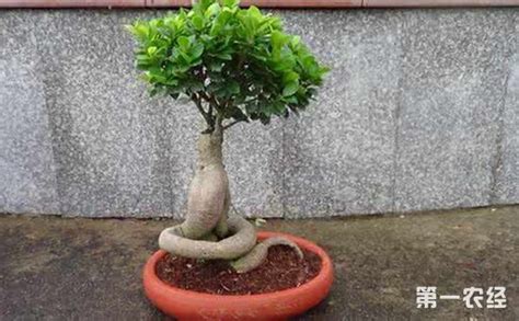 榕树盆景用什么肥料（有机肥料／复合肥料／液体肥料）