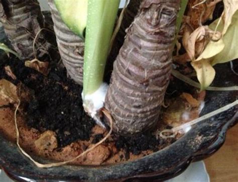 滴水观音根茎腐烂后的救治方法，根茎清洗、修剪病部、更换土壤