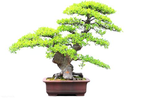 小叶榔榆盆景适合放家里吗，观赏价值／空气净化功能／湿度调节作用