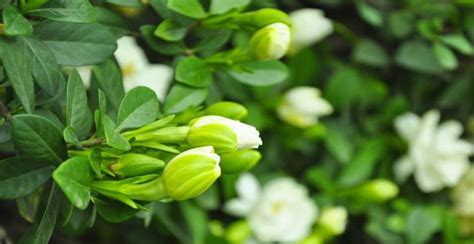 栀子花的花苞怎么好久不开，花苞生长期过长、缺乏水分