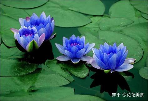 紫色莲花代表什么意思（高贵／神圣／纯洁和智慧）