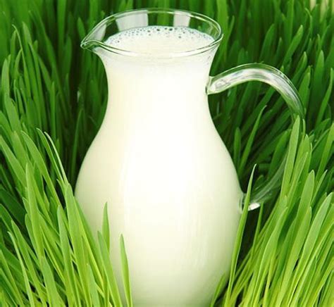 纯牛奶可以浇花做肥料吗（成分、酸碱性、植物营养需求）