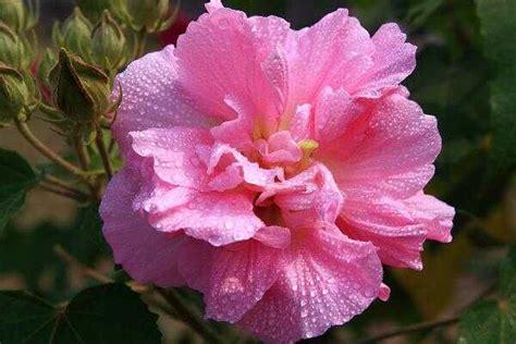 芙蓉一般代表什么意思，芙蓉花的美丽／山的历史意义／象征意义