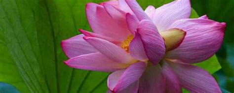 花开并蒂是什么兆头，美丽／寓意／启示