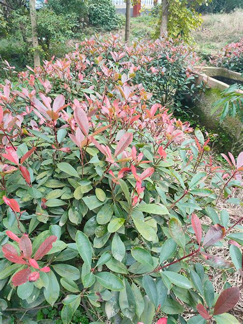 红叶石楠一平方种多少棵苗，种植方法／一平方种植多少棵苗