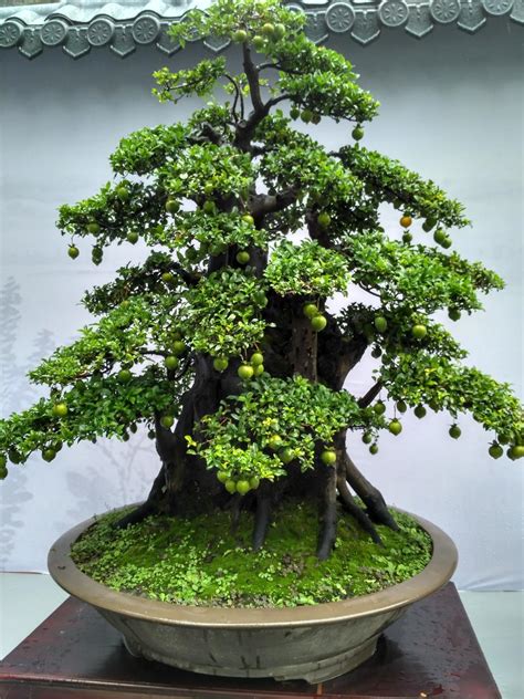 高档盆景树种有哪些（杜鹃花／榕树／金叶女贞）