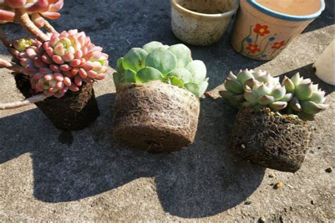 多肉换土换盆后多久浇水，第一周、第二周至第四周、第五周及以后