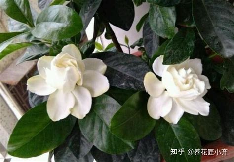 栀子花用什么水浇最好，时间／方式／水质