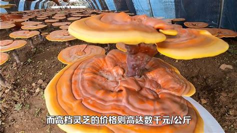 灵芝种植前景如何，市场需求旺盛、种植技术日趋成熟