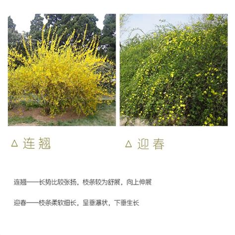 连翘与迎春的区别，迎春、与迎春的区别
