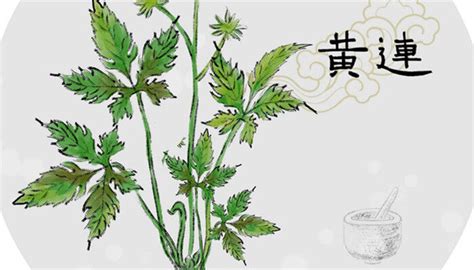 黄连种植技术和亩收益（种植技术／亩收益／小结）