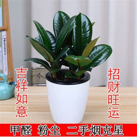 喜阳不怕晒的植物绿植，仙人掌、龙舌兰、芦荟