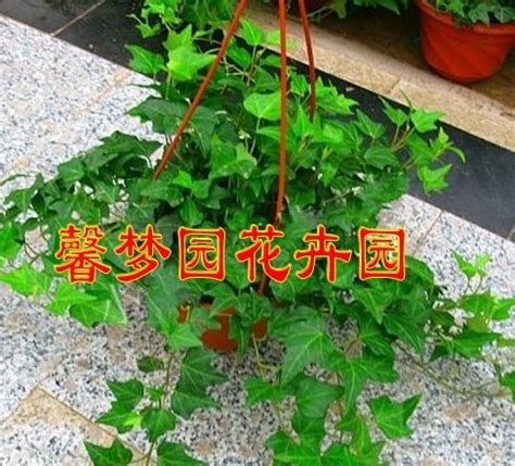 什么花可以吸甲醛（菊花／常春藤／吊兰）