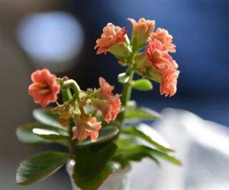 长寿花长得旺盛就是不开花（生长环境／养分供应／修剪管理）
