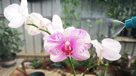 蝴蝶兰开花后怎么养护（浇水／施肥／温度和光照）