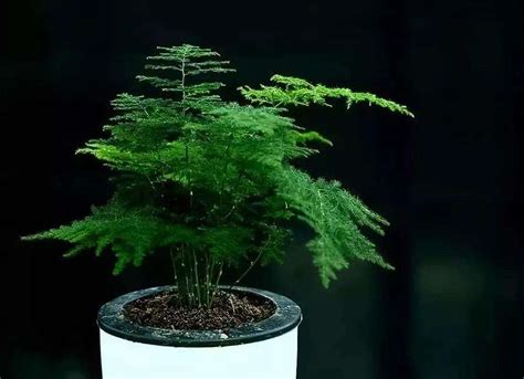 养文竹对家庭风水好不好（改善家庭氛围／吸收负能量／提升财运）