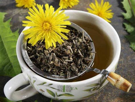蒲公英根茶的制作方法（准备材料／制作过程／注意事项）