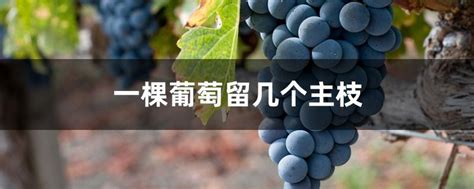 一棵葡萄留几个主枝（作用、原则、方法）