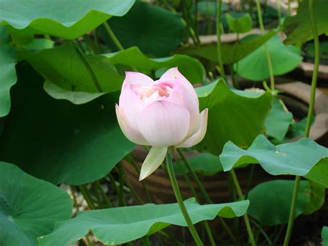 碗莲的特点是什么，成长环境广泛、花朵绚丽多彩、栽培简单易护理