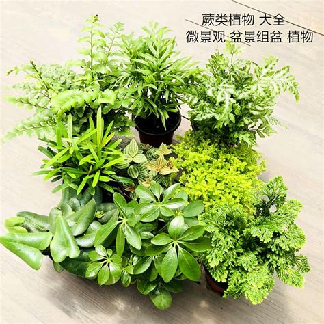 室内无阳光养什么植物（常春藤／铁线蕨／虎尾兰）