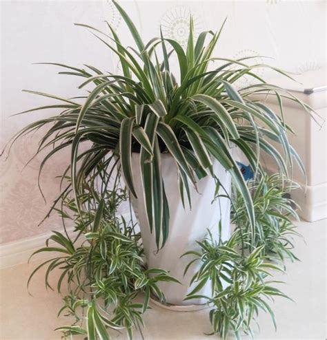 卫生间植物哪种最好（竹子／吊兰／绿萝）