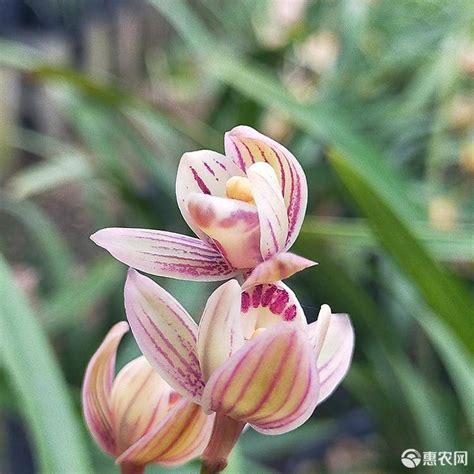 七彩玲珑兰花养殖方法，选购、栽培、管理
