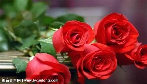 玫瑰到了花期算表白吗，玫瑰花的象征意义／花期的确定