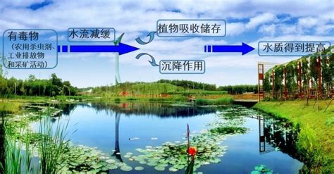 树木对人类的贡献（氧气供应／水源保护／生态平衡）