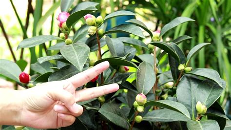 茶花一碰就掉叶子落叶是什么原因（环境因素、生理因素、病虫害）