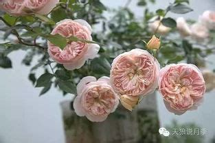 天狼月季离职员工爆料，离职员工的爆料／公司内部管理问题
