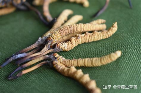 冬虫夏草有养殖的吗（养殖技术、收获和加工、市场前景）