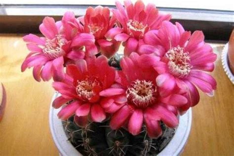 仙人球什么季节开花（生长特点／开花季节／花朵的保护）