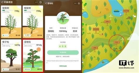 蚂蚁森林湿地松（特点／分布情况／环境影响）