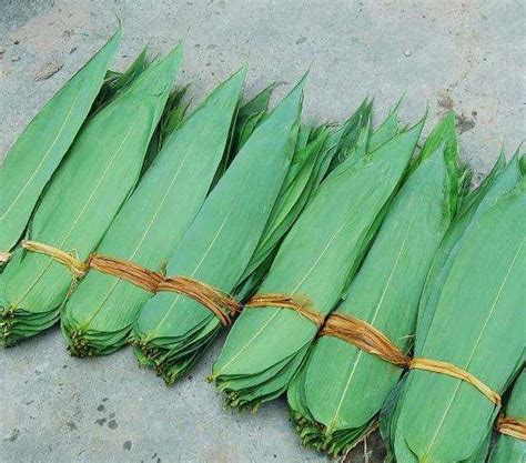 粽子叶是什么叶子（来源／处理／特点）