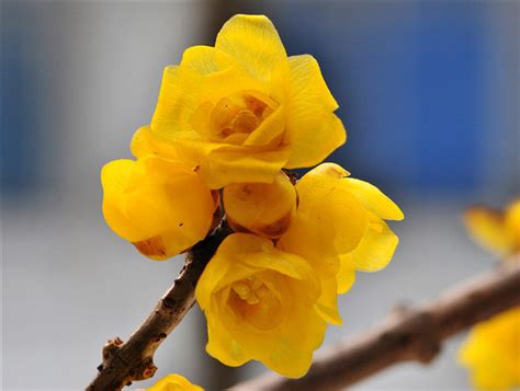 腊梅花为什么只长叶子不开花，环境因素、养护措施、品种特性