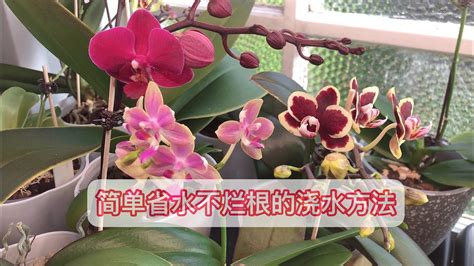 蝴蝶兰怎样浇水不烂根，时间／方法／量
