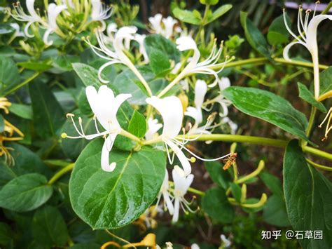 适合强阳光暴晒的爬藤植物，绿萝／金银花／常春藤