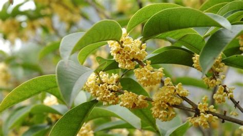四季桂几月份开花（春季开花、夏季开花、秋季开花）